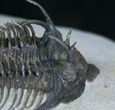 Fantastic Comura Trilobite - No Restoration #7139-6